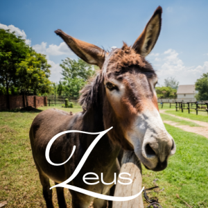 Zeus Virtual Adoption