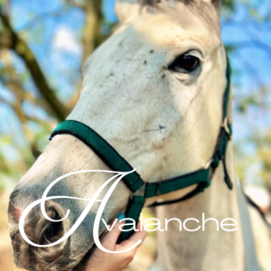 Avalanche Virtual Adoption