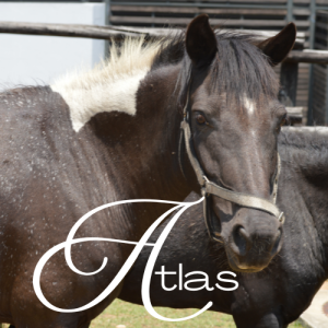 Atlas Virtual Adoption