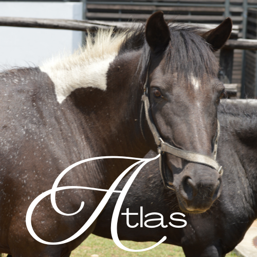 Atlas Virtual Adoption