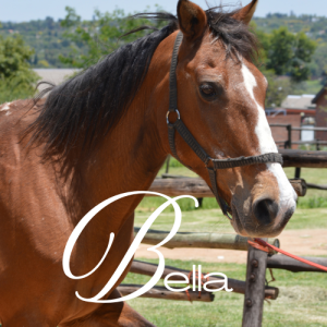 Bella Virtual Adoption