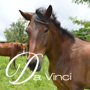 Da Vinci Virtual Adoption