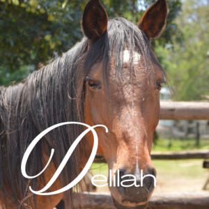Delilah Virtual Adoption