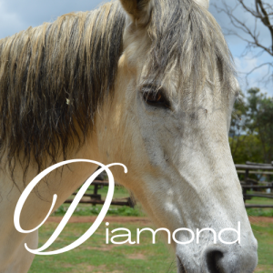 Diamond Virtual Adoption
