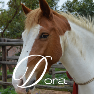 Dora Virtual Adoption
