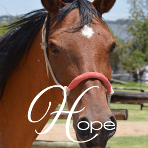 Hope Virtual Adoption