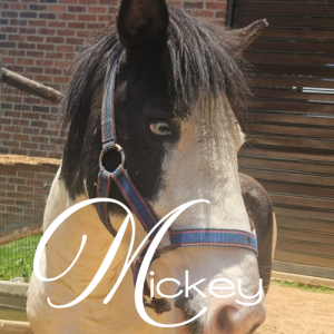 Mickey Blue Eyes Virtual Adoption