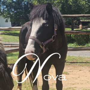 Nova Virtual Adoption