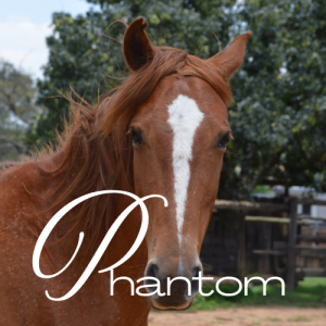 Phantom Virtual Adoption