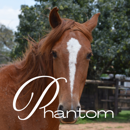 Phantom Virtual Adoption